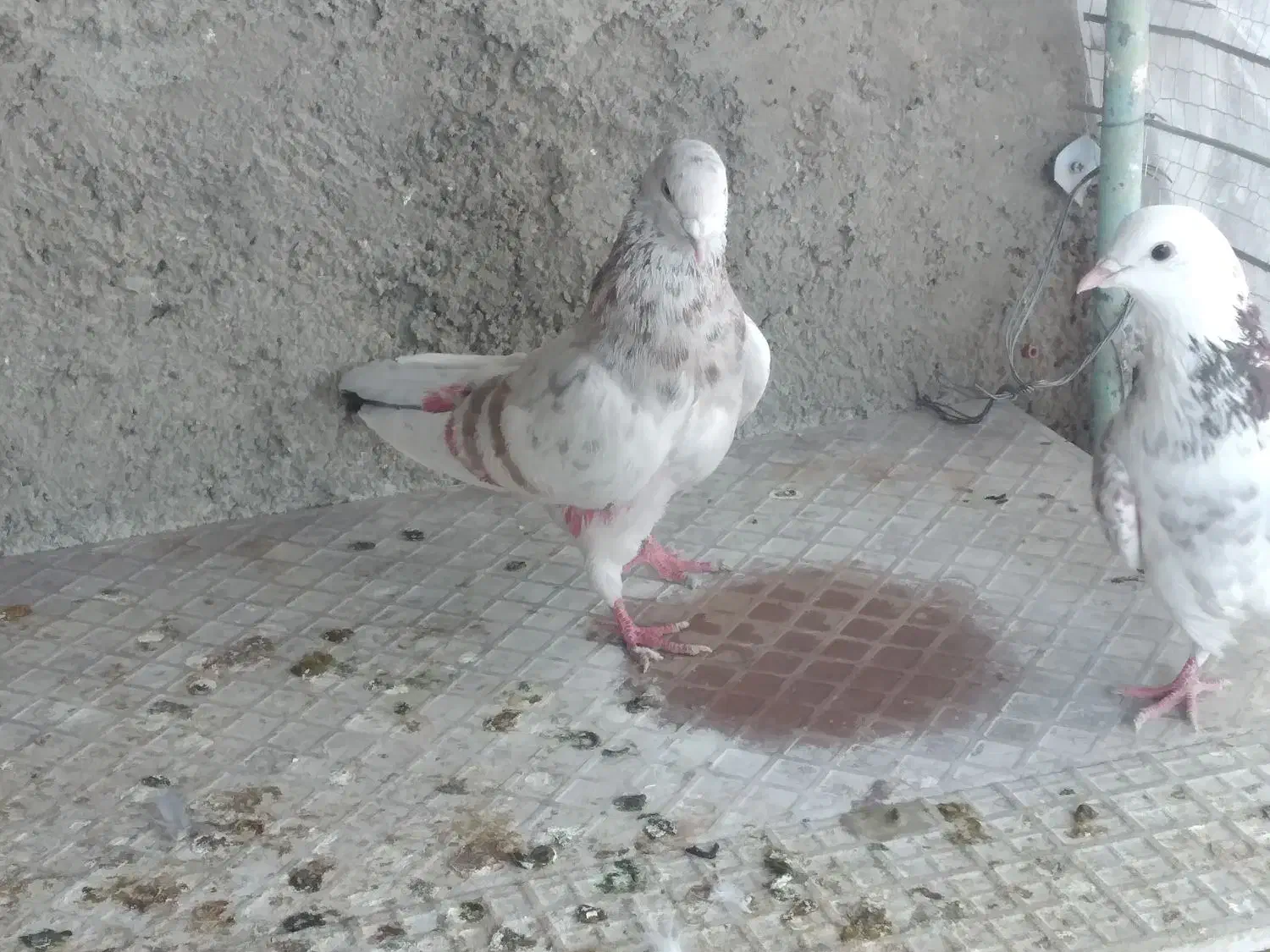 کفترتهرانی|پرنده|پاکدشت, حصار امیر|دیوار