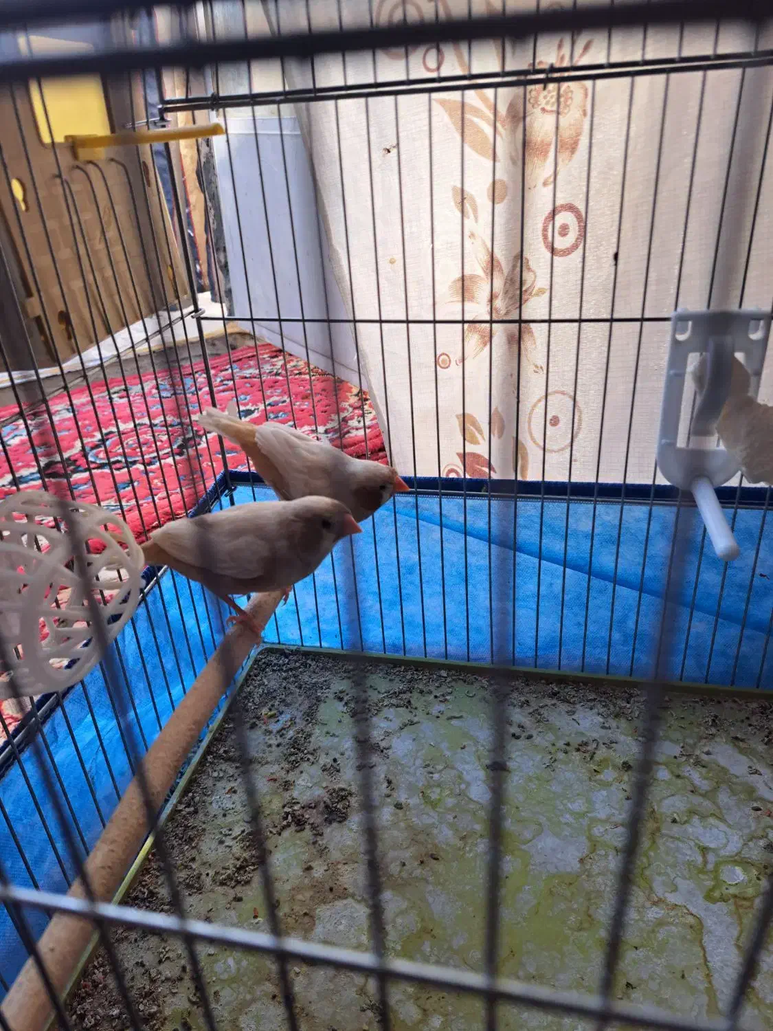 جفت فنچ کینگ اروپایی|پرنده|فسا, |دیوار