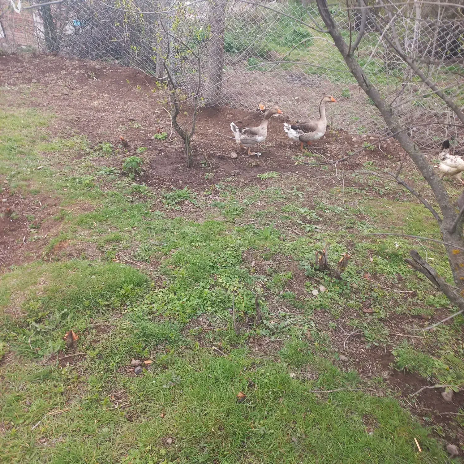 غاز|حیوانات مزرعه|عنبران, |دیوار