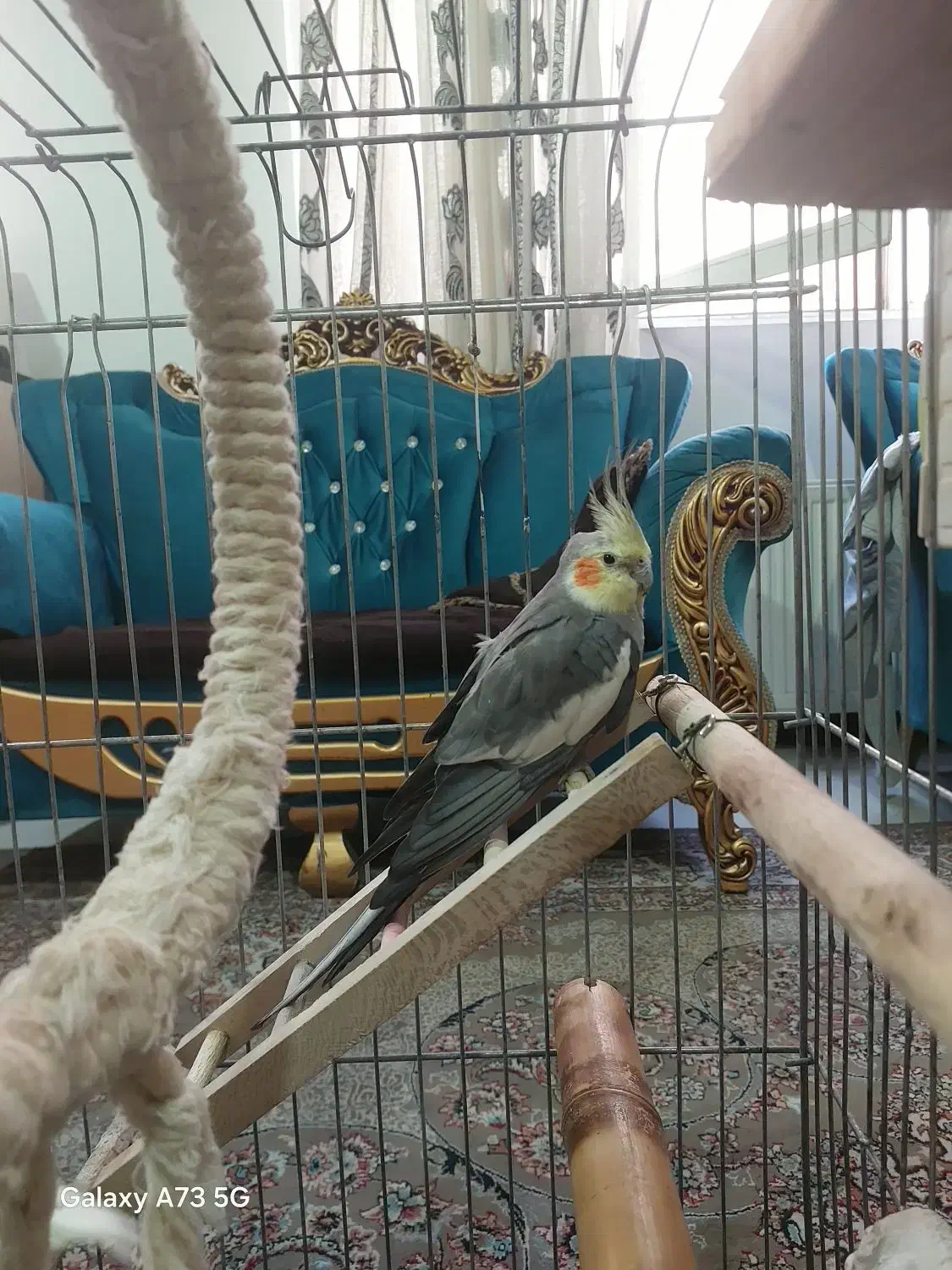 معاوضه یا فروش عروس هلندی مولد همراه جوجه هاش|پرنده|تهران, مشیریه|دیوار