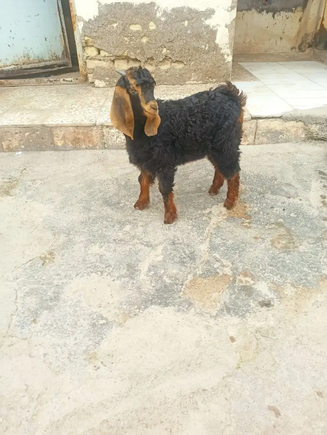 بزغاله نر|حیوانات مزرعه|دزفول, |دیوار