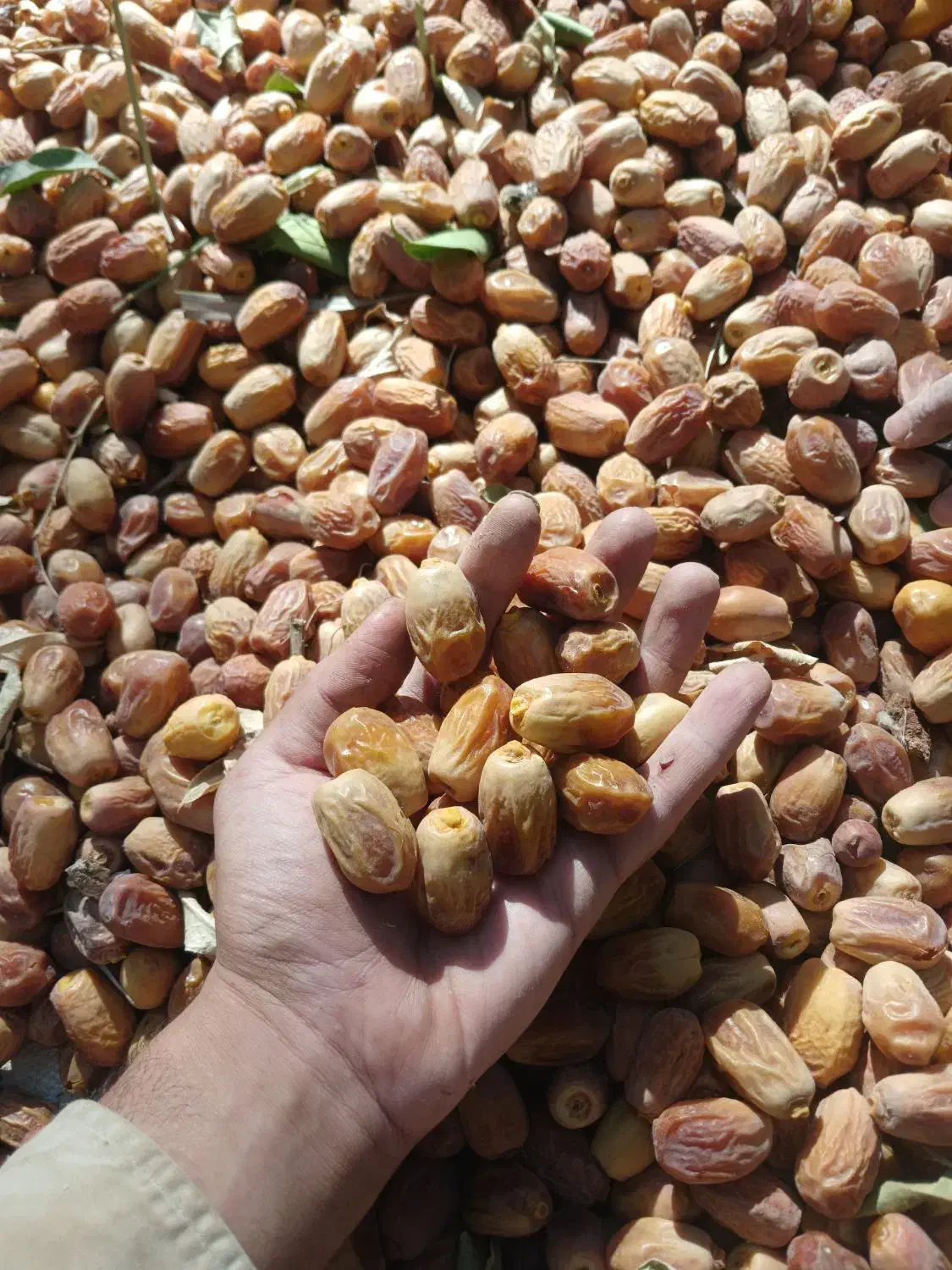 فروش خرما قصر|عمدهفروشی|سرپل ذهاب, |دیوار