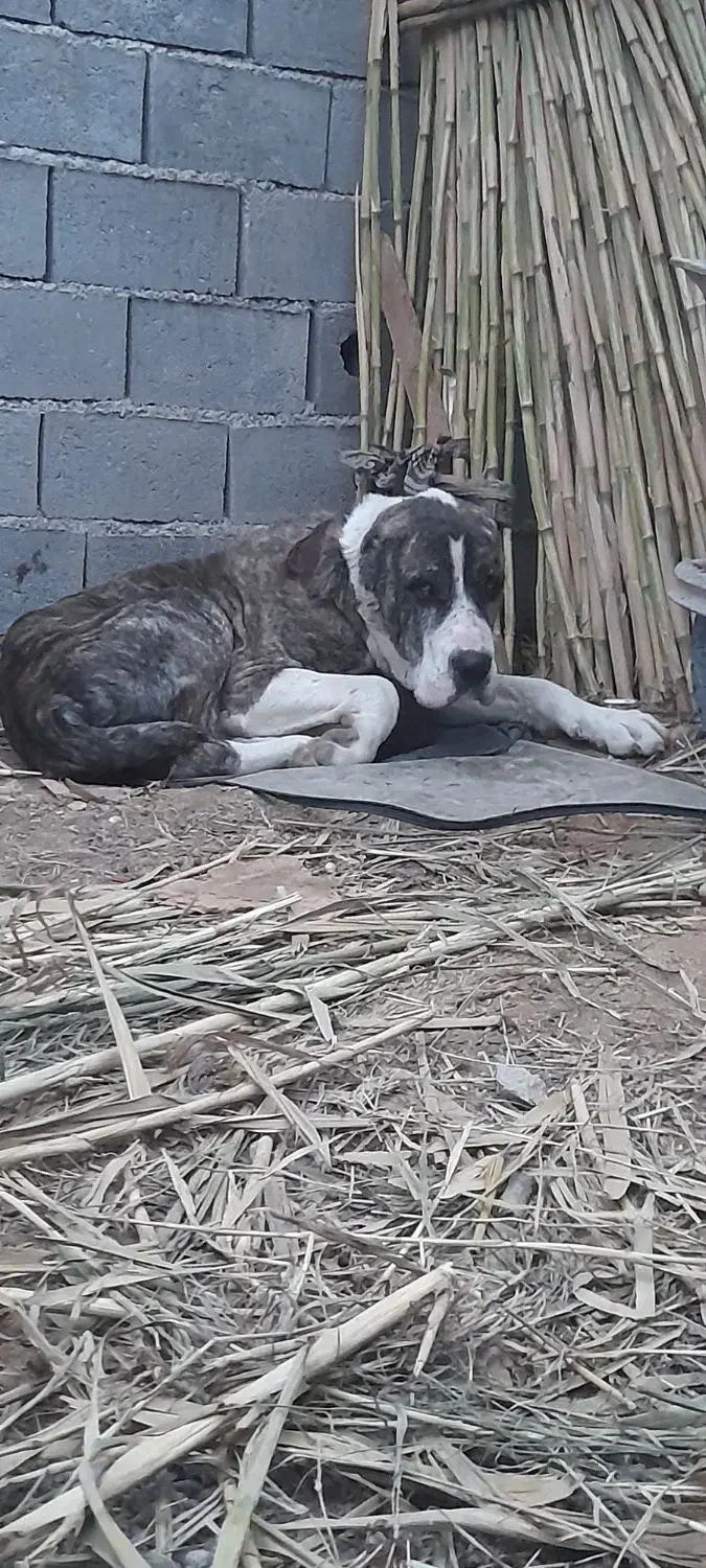 آلبای|سگ|کلاله, |دیوار