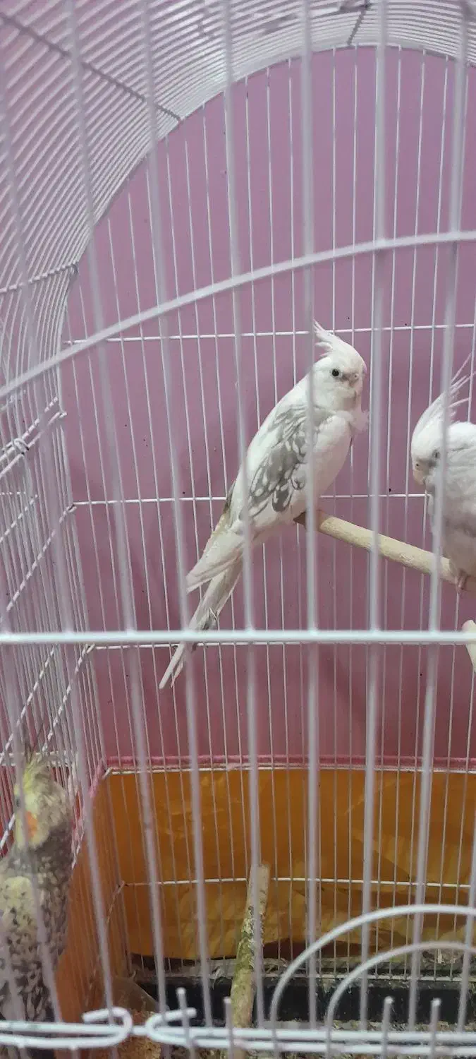 فروش تعدادی عروس هلندی و مرغ عشق|پرنده|دوگنبدان, |دیوار