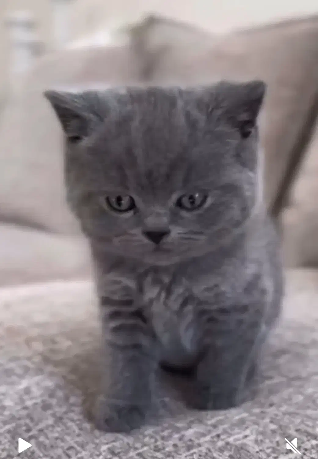 گربه دو ماهه اسکاتیش سالم با کارت سلامت|گربه|تهران, اختیاریه|دیوار