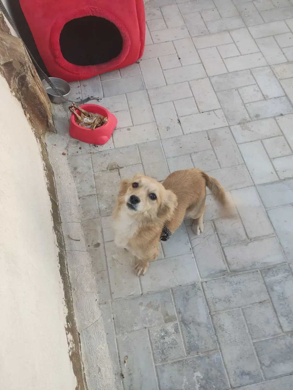 توله سگ باهوش شناسنامه دار|سگ|مشهد, انقلاب|دیوار