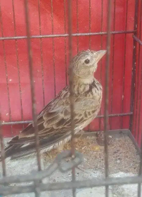 سهره خاکی نر قناری|پرنده|اهواز, آریاشهر|دیوار