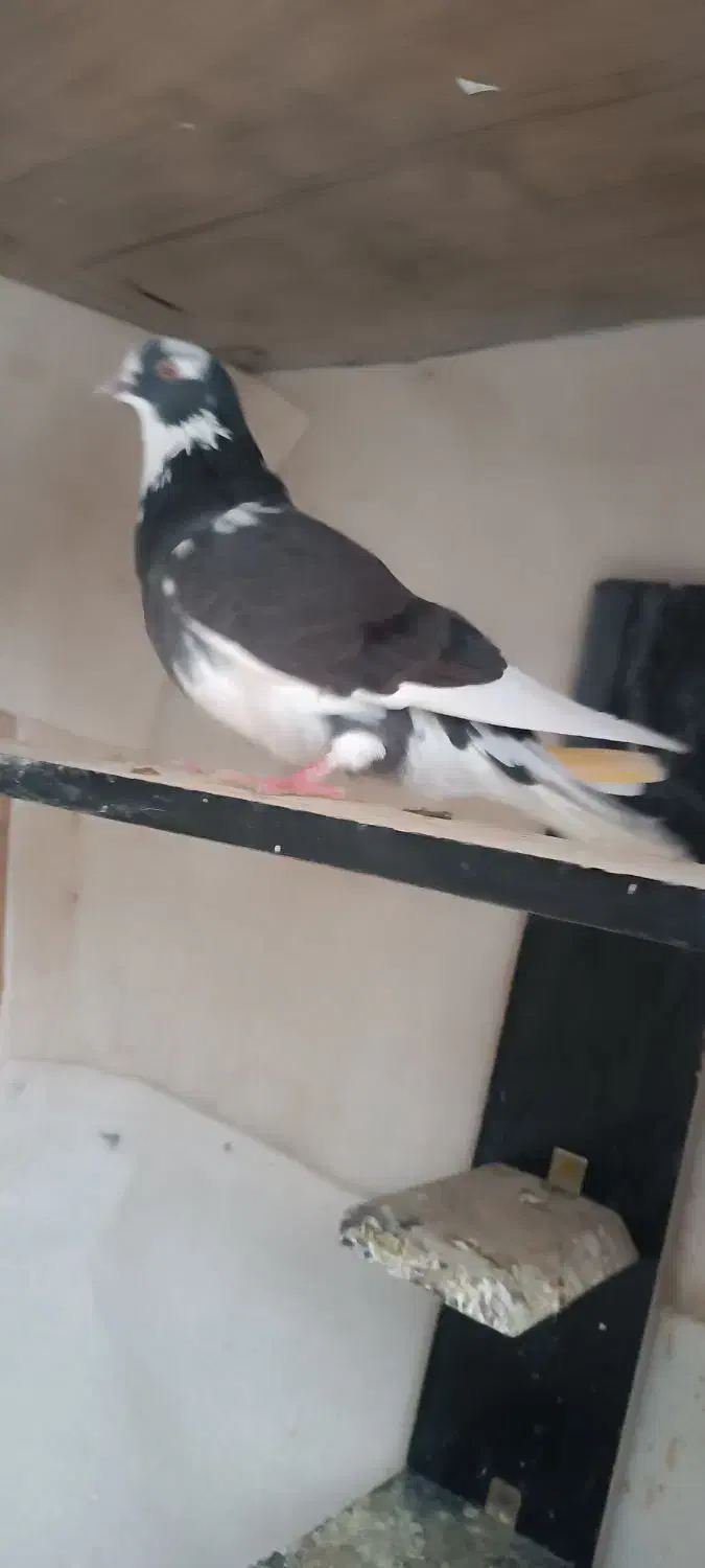 کبوتر ابلق تیکه پاره ماده|پرنده|مشگین شهر, |دیوار