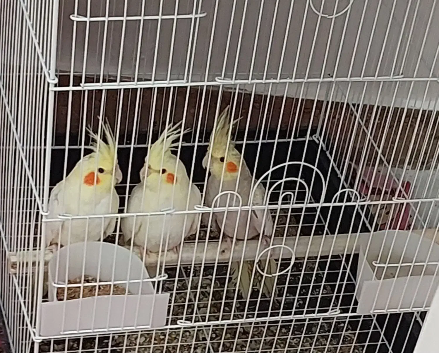 عروس هلندی|پرنده|رشت, حومه رشت|دیوار