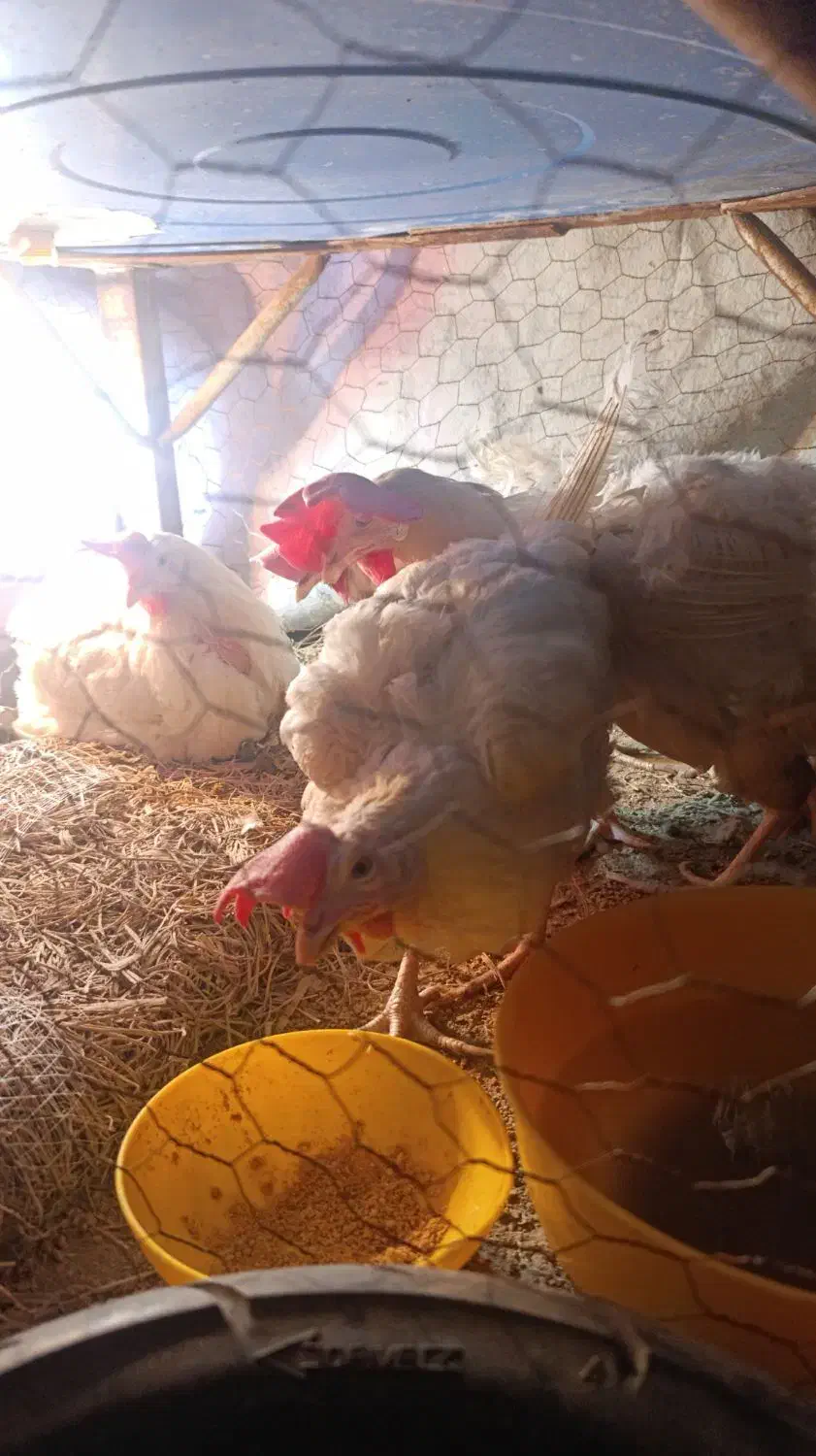 مرغ سفید|حیوانات مزرعه|شیراز, کوشک میدان|دیوار