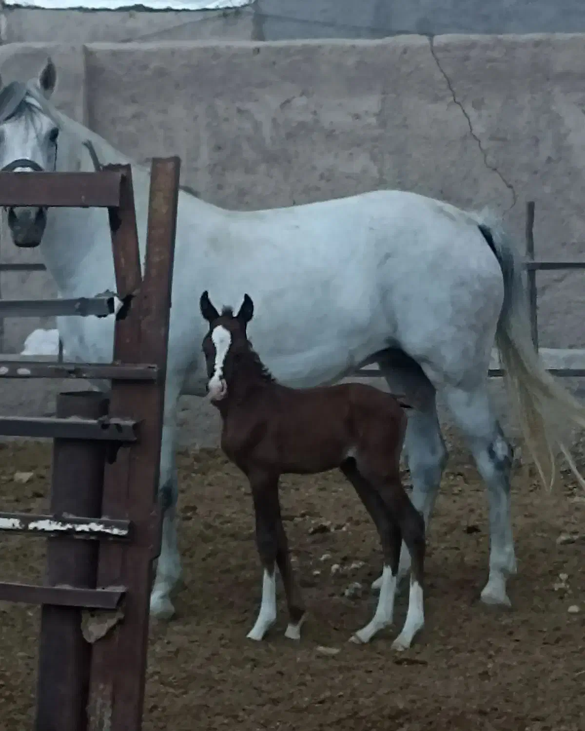اسب مادیان و کره|اسب و تجهیزات اسب‌سواری|زنجان, |دیوار