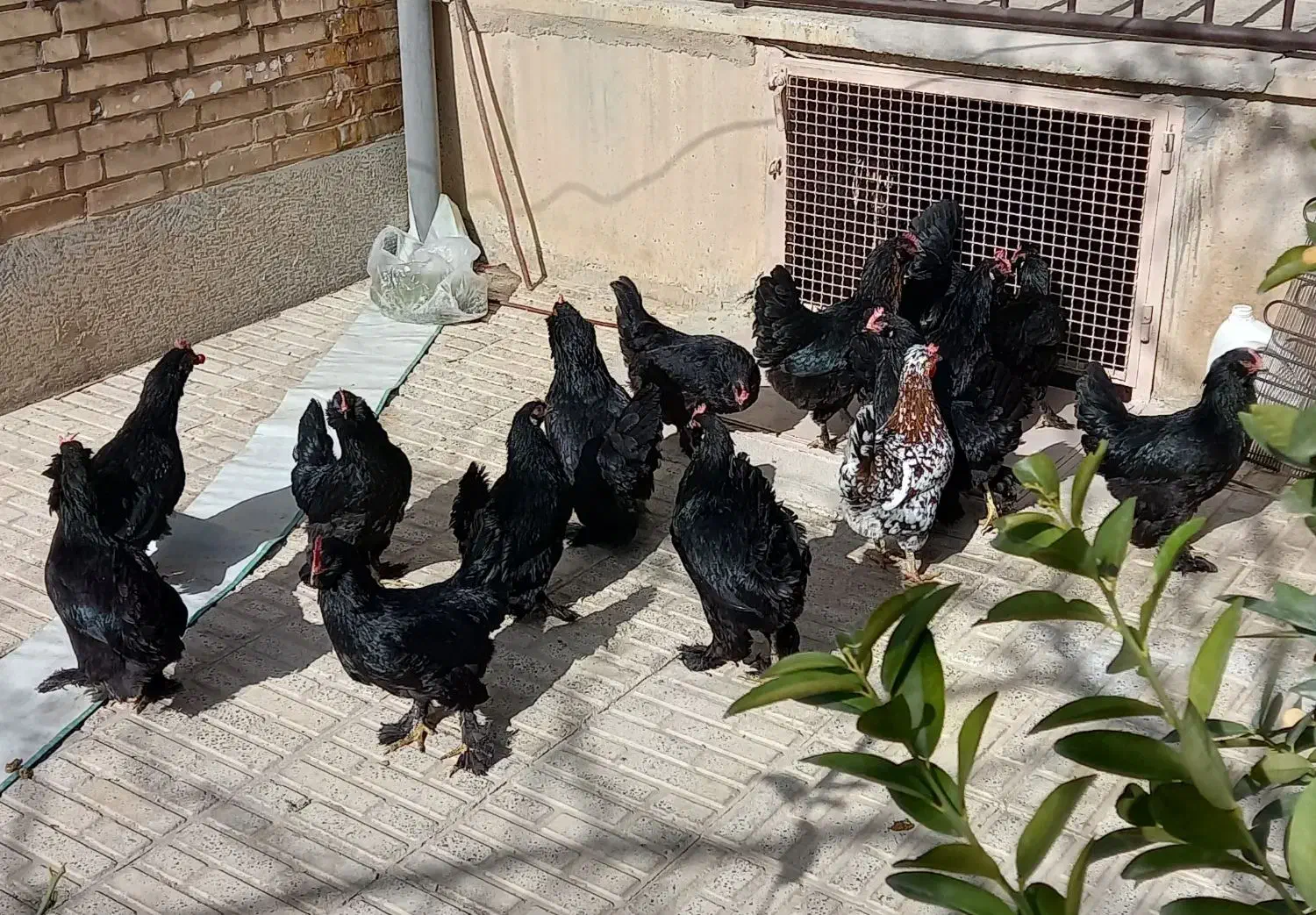 تخم مرغ نطفه دار مرندی|حیوانات مزرعه|نجفآباد, قلعه سفید|دیوار