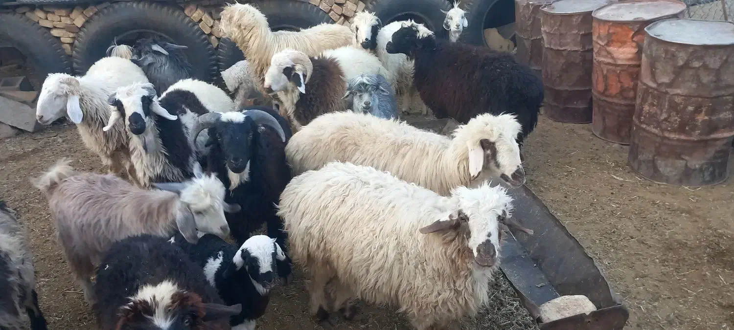 تعدادی کهره نر و بره نر چاق|حیوانات مزرعه|مرودشت, الماس آباد|دیوار