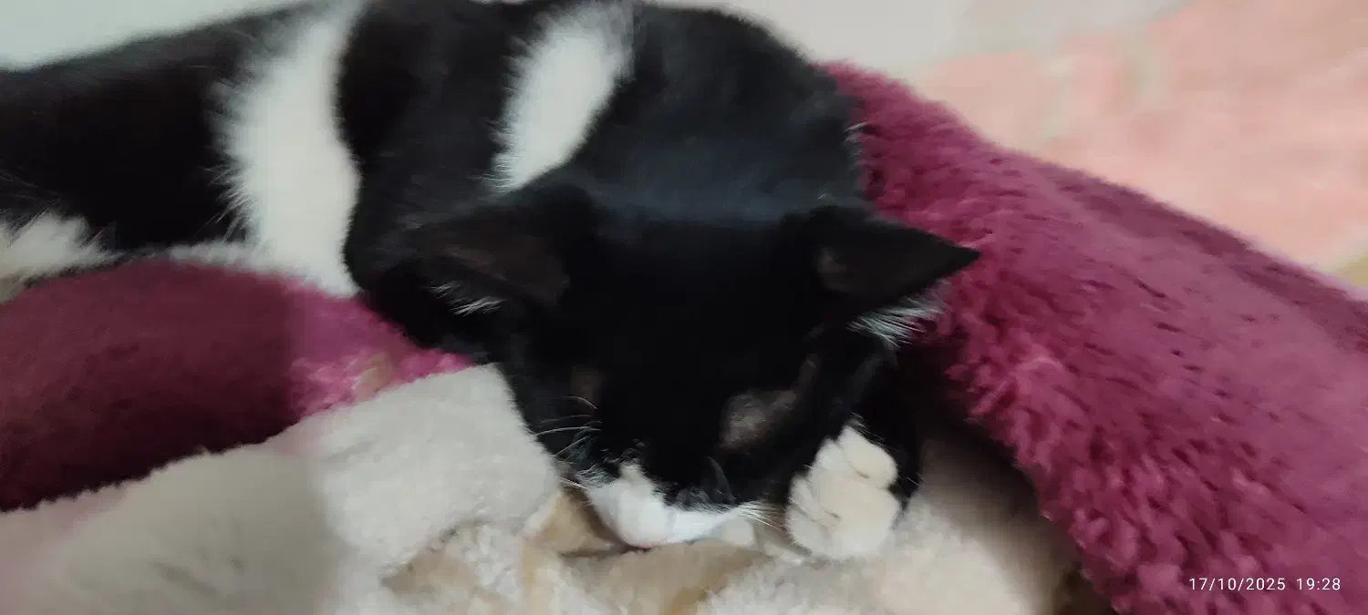 گمشده گربه|گربه|نجفآباد, امیرآباد|دیوار