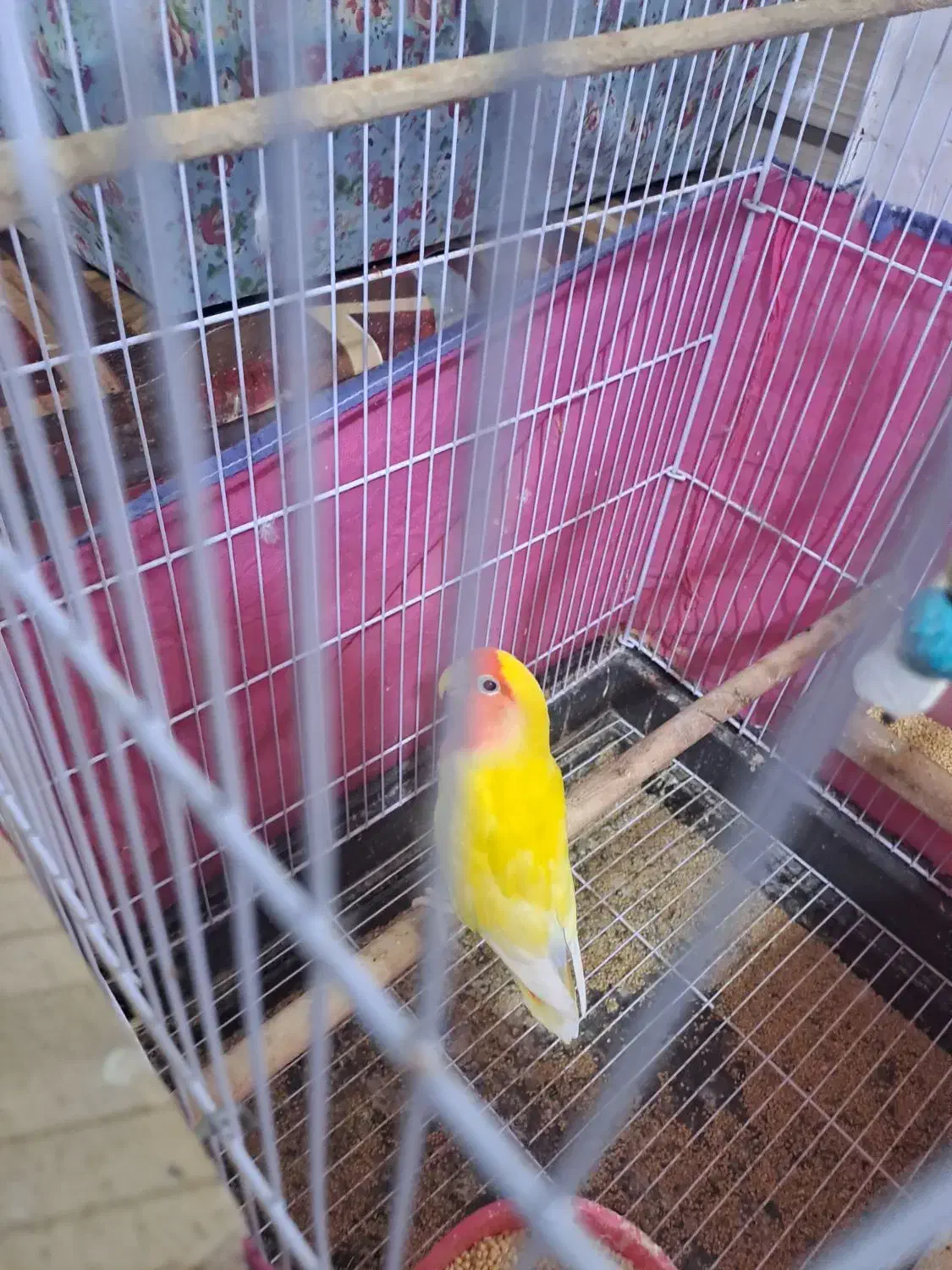 طوطی برزیلی|پرنده|برازجان, |دیوار