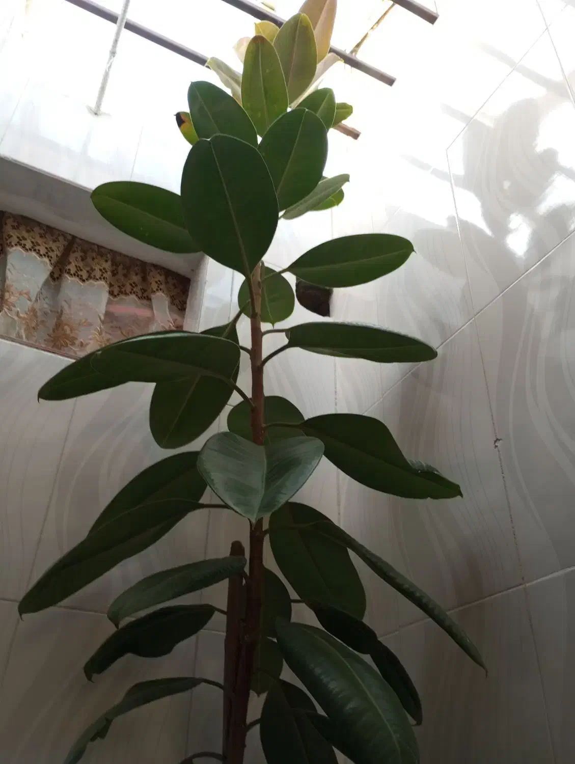 گل گوش فیلی|گل و گیاه طبیعی|سنندج, |دیوار