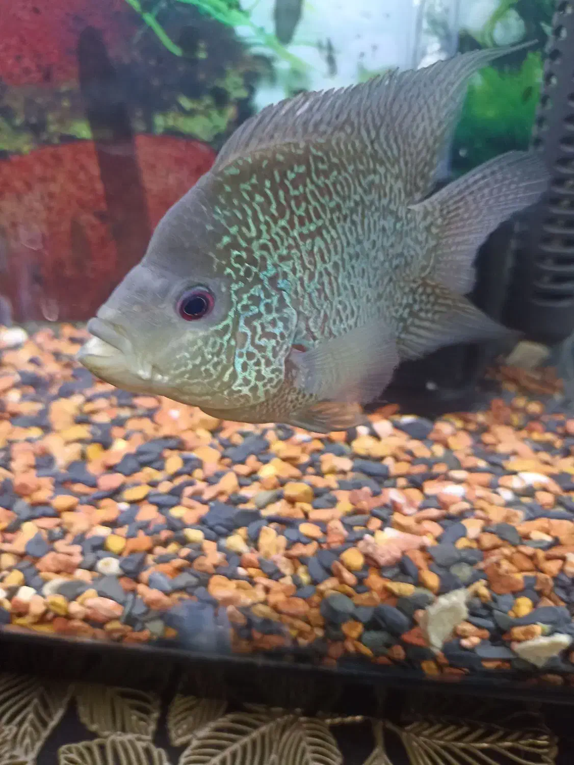 ماهی فلاور معاوضه پنکوسی یا رد تیل.اسکار|ماهی|تهران, باغ خزانه|دیوار