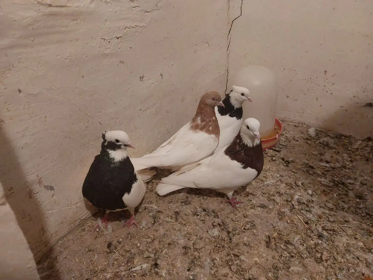 سلام کبوتر ها همش سالمند واکسن خورده|پرنده|ملکان, |دیوار