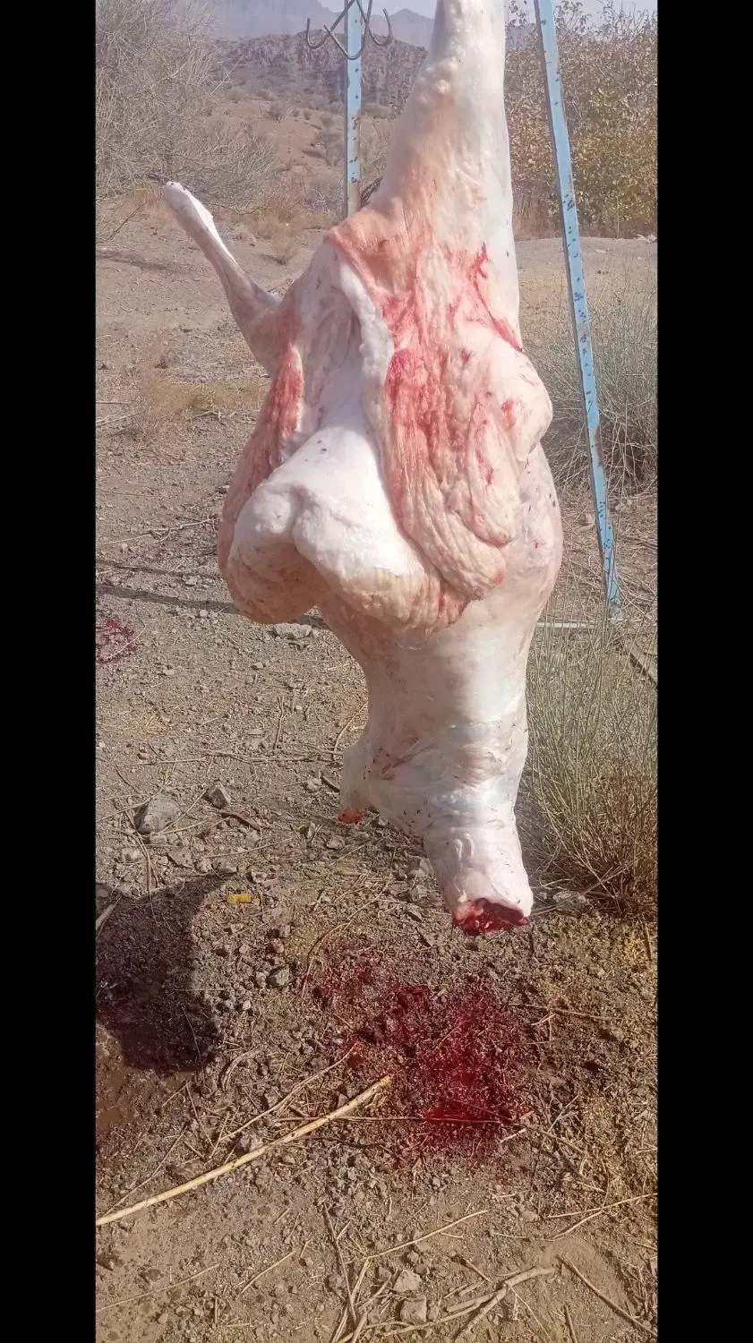 کهره بره فروشی|حیوانات مزرعه|جیرفت, |دیوار