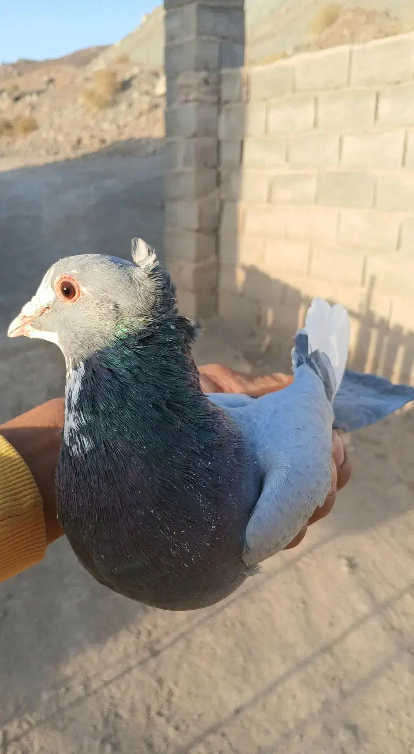 کبوتر نر سوراخ|پرنده|بافت, |دیوار