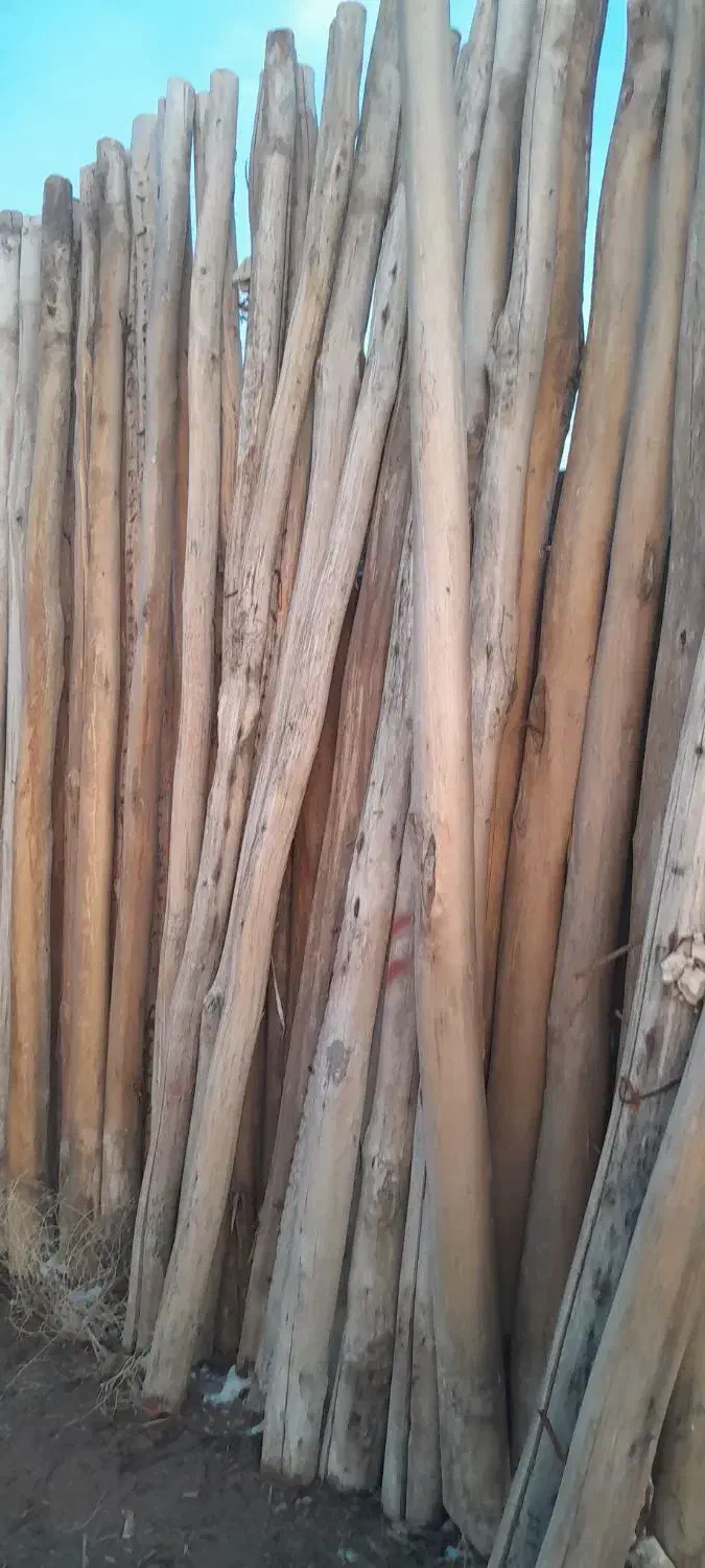 چوپ سالم|خدمات باغبانی و درختکاری|فیروزآباد (آذربایجان), |دیوار