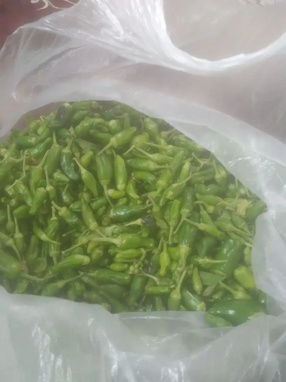 فلفل سبز مزرعه کیلویی ۱۰۰|خوردنی و آشامیدنی|اسدآباد, |دیوار