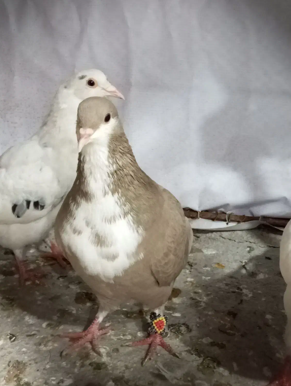 کرباتی|پرنده|تربتحیدریه, پائین ولایت|دیوار