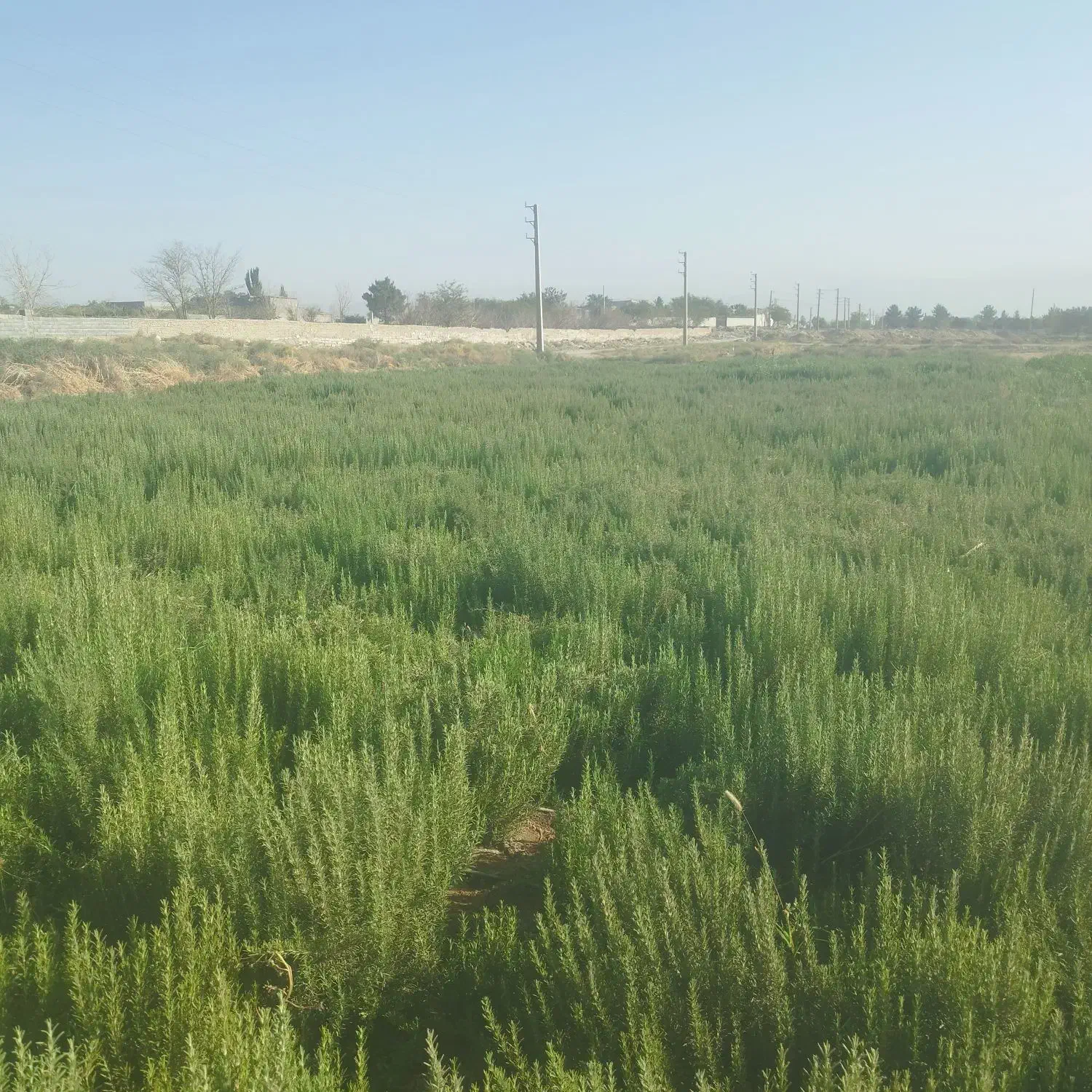 رزماری تر و خشک|خوردنی و آشامیدنی|تهران, جنت‌آباد مرکزی|دیوار