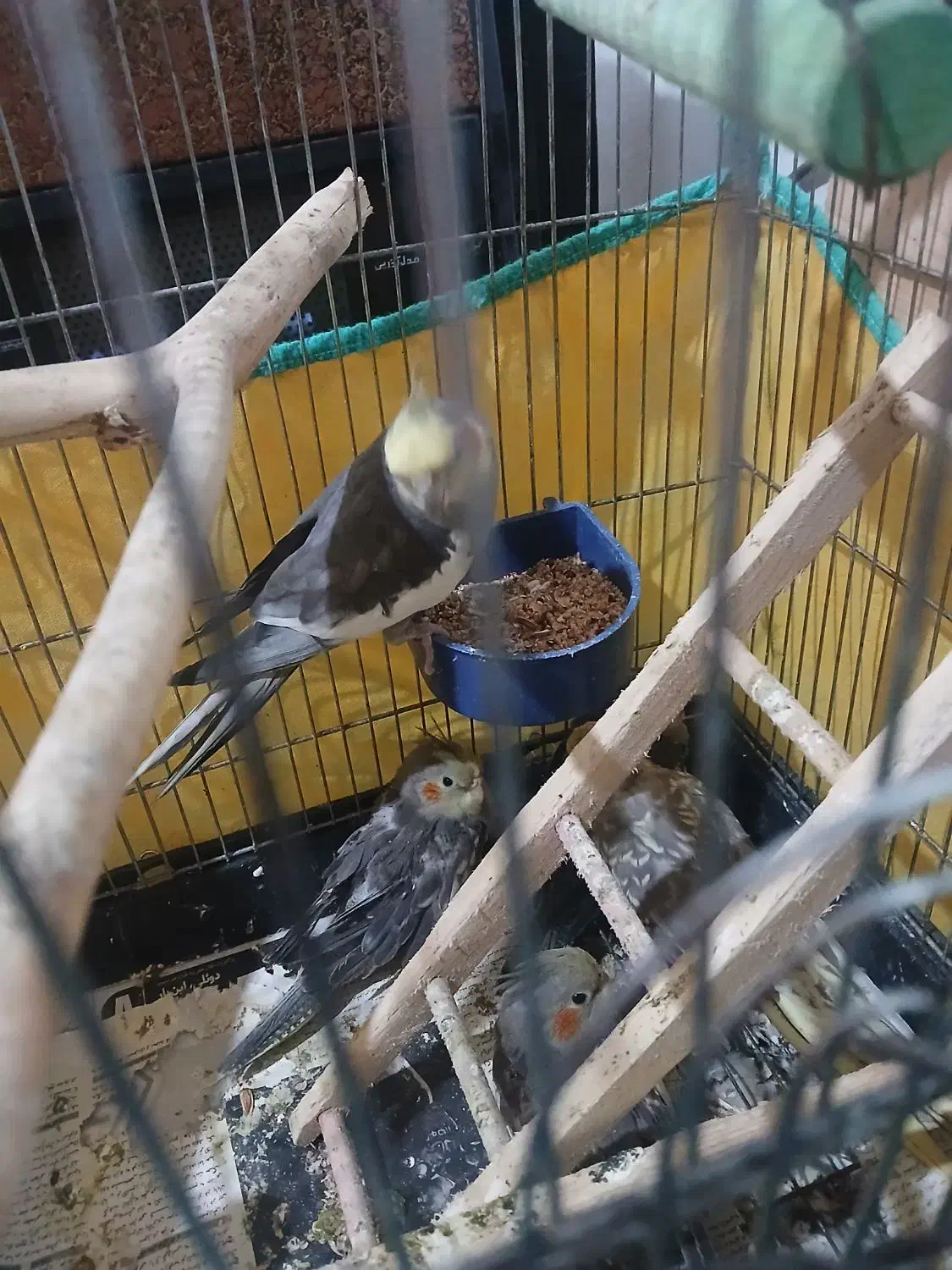 عروس هلندی|پرنده|کوچصفهان, |دیوار