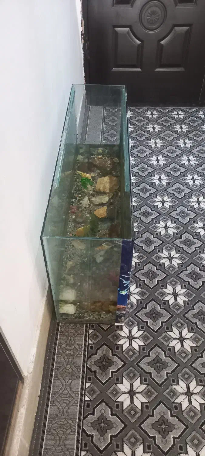 اکواریوم|ماهی|بیرجند, |دیوار