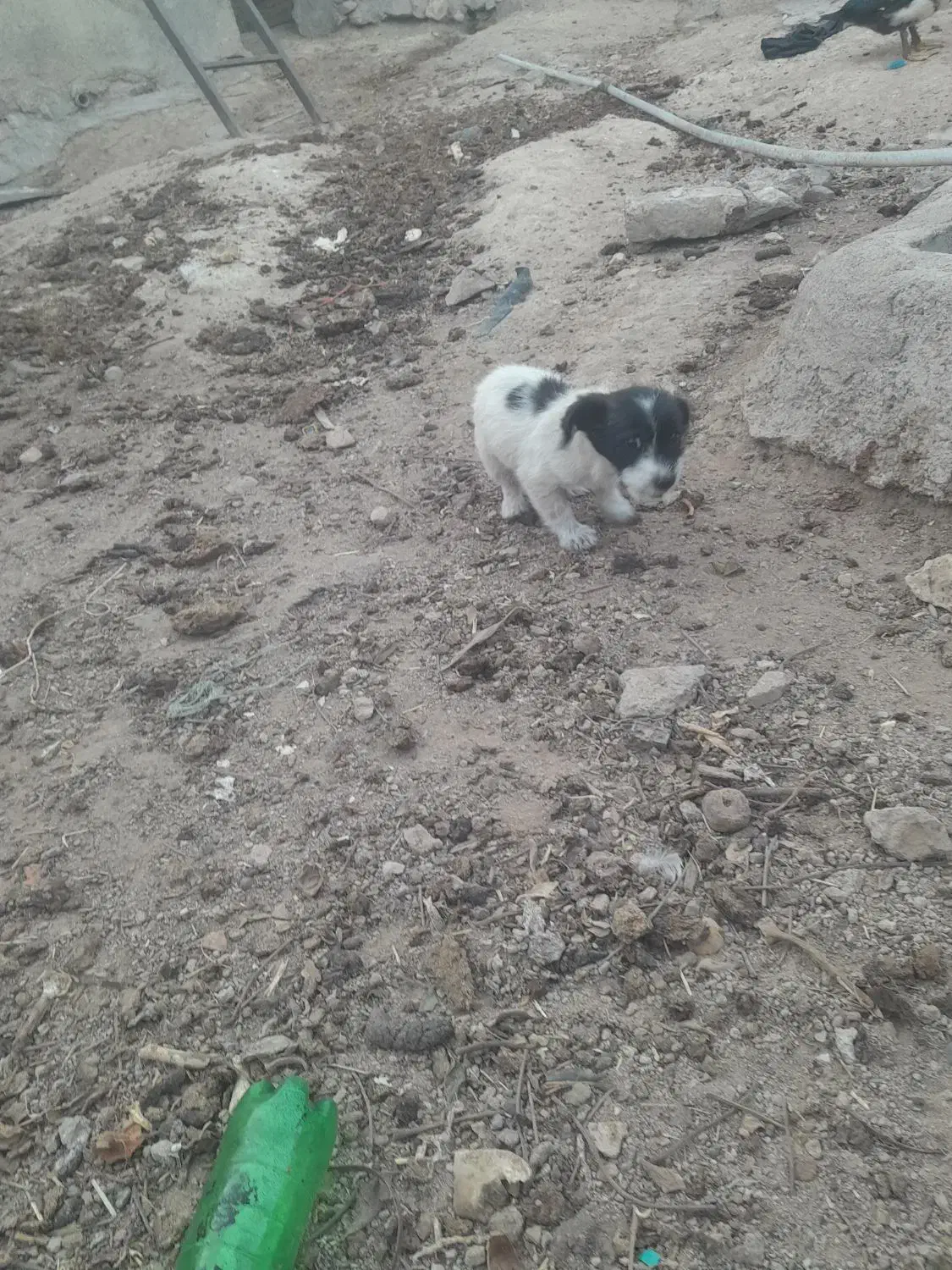 واگذاری پاکوتاه رایگان|سگ|خرمدره, |دیوار