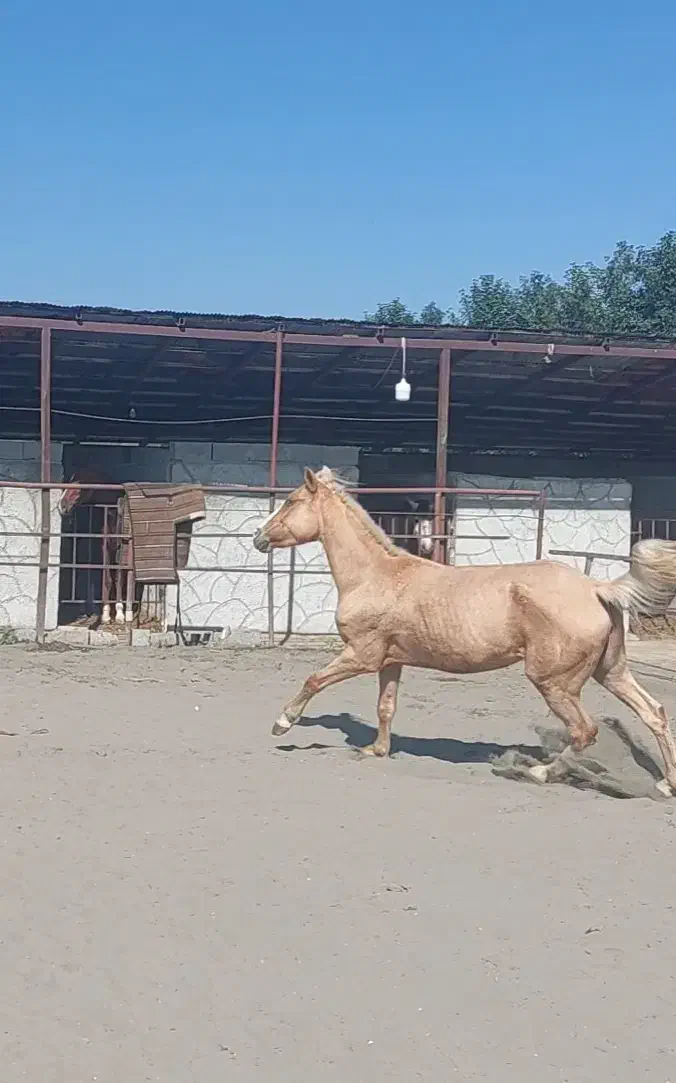 مادیون سمند|اسب و تجهیزات اسبسواری|ماسال, |دیوار