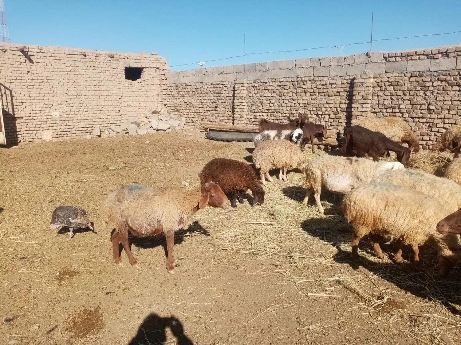 گوسفندداشتی|حیوانات مزرعه|نوده انقلاب, |دیوار