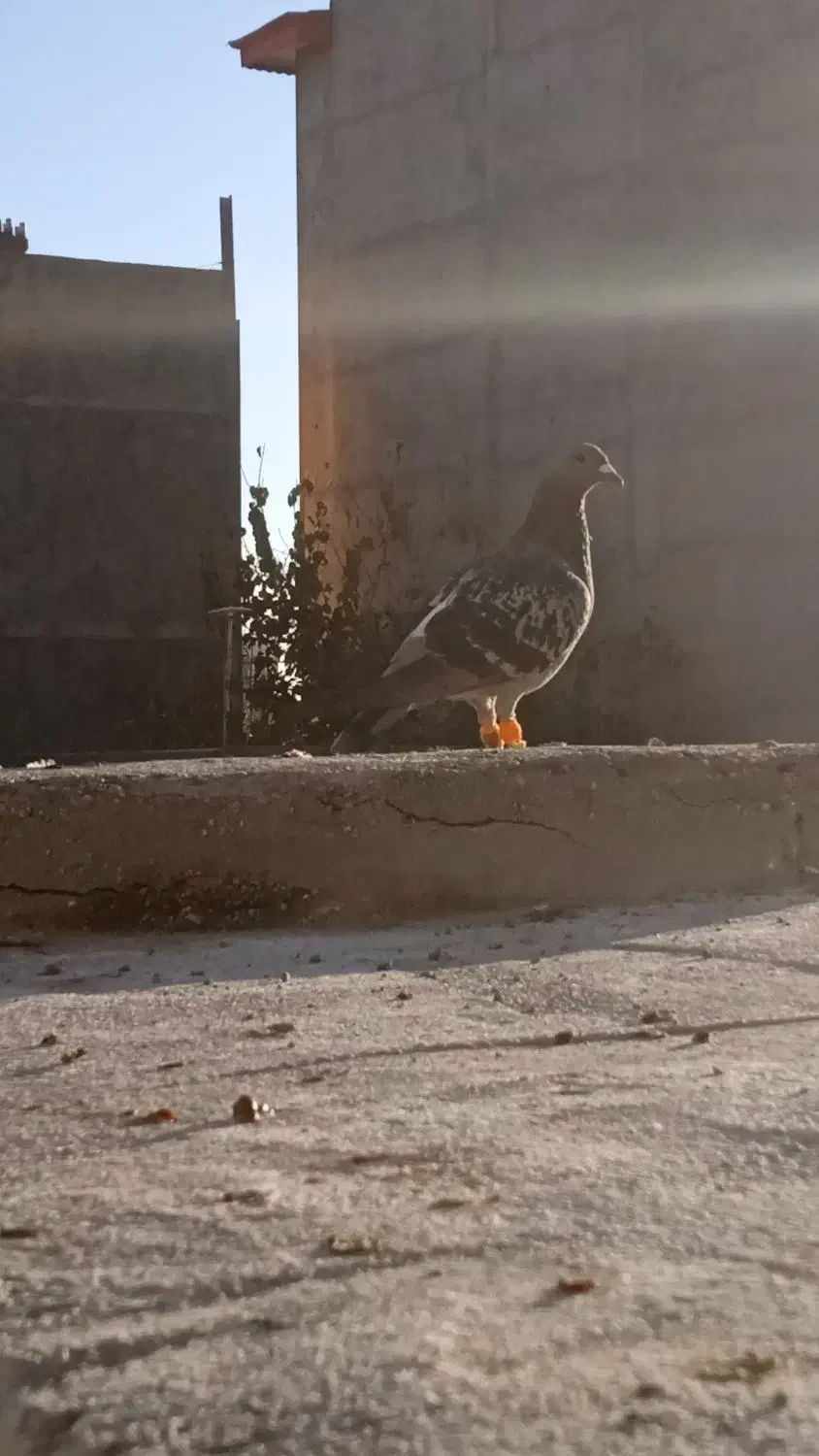 کفتر هوایی کبوتر بوم|پرنده|طرقبه, |دیوار