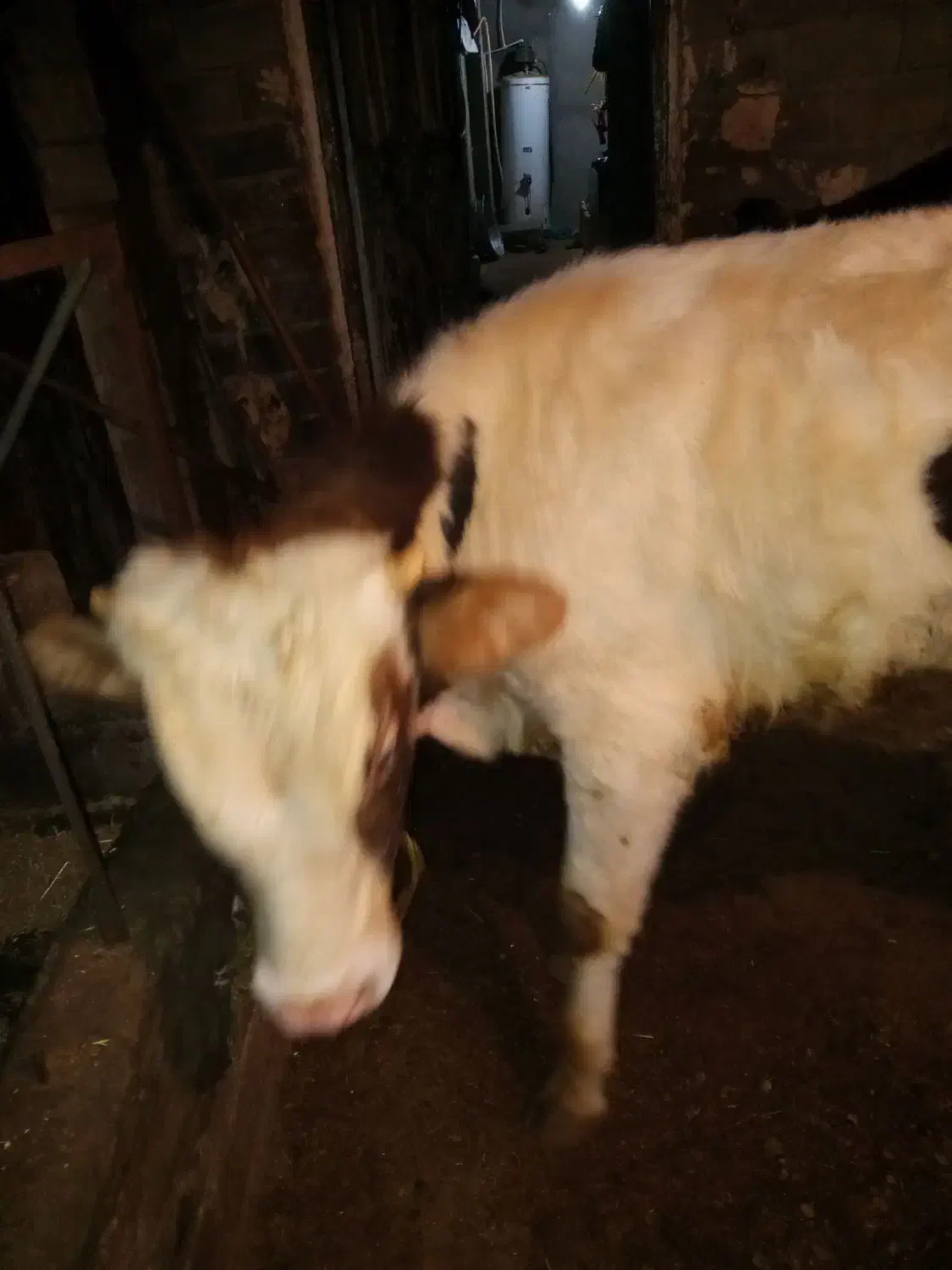 گوساله‌ی نر ۱ساله|حیوانات مزرعه|هشترود, |دیوار