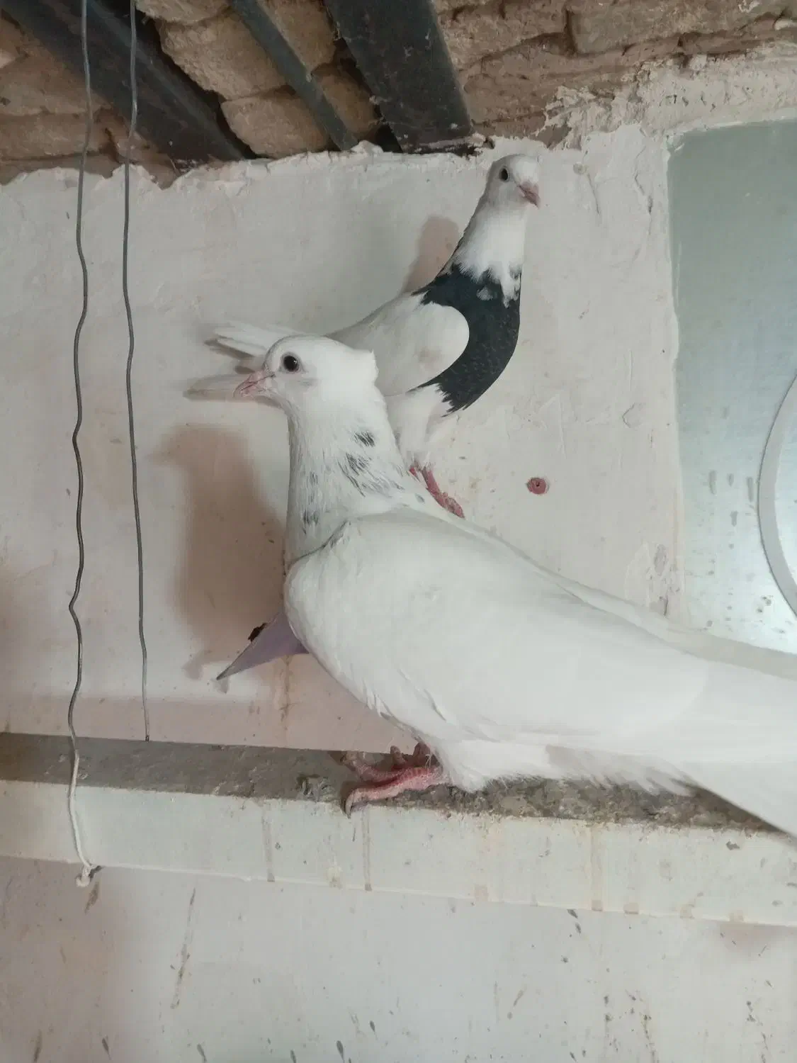 کبوتر طوقی|پرنده|شهرکرد, |دیوار