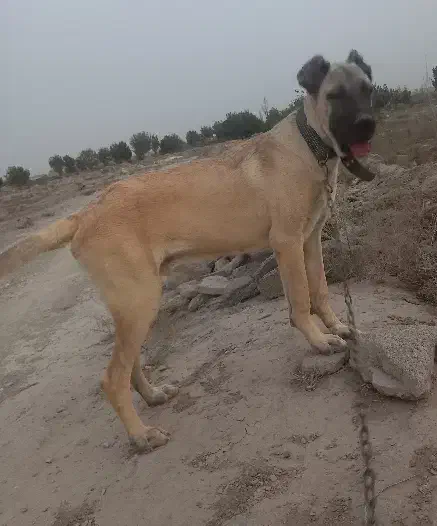 توله سگ سرابی|سگ|بهارستان, |دیوار