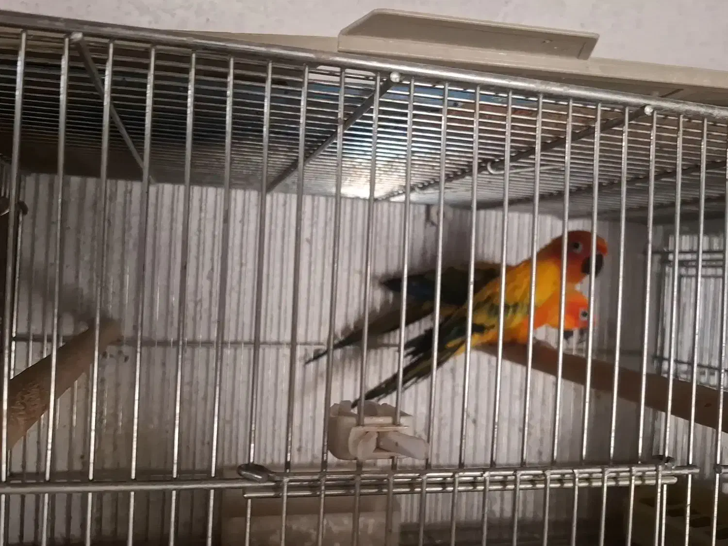 شاه طوطی، خورشیدی،راهب،گرینچیک،سانچیک|پرنده|مبارکه, |دیوار