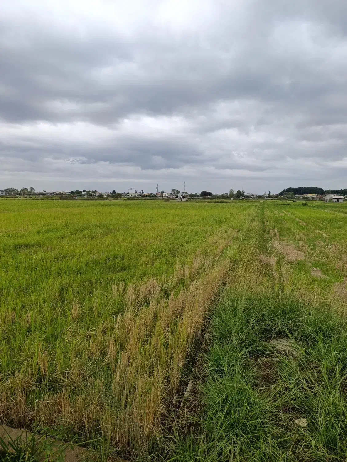 دو قطعه زمین کشاورزی|فروش زمین و ملک کلنگی|شلمان, |دیوار