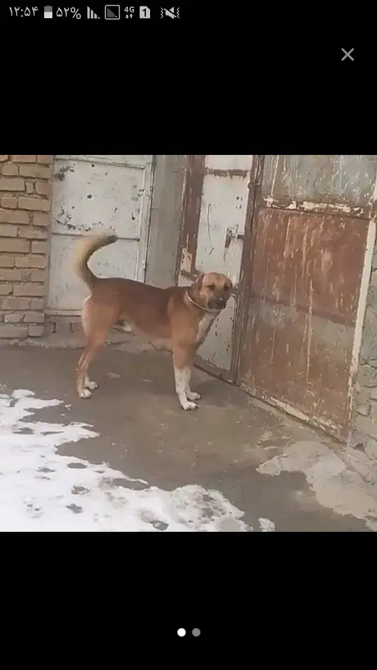 سگ سگ|حیوانات|دهگلان, |دیوار