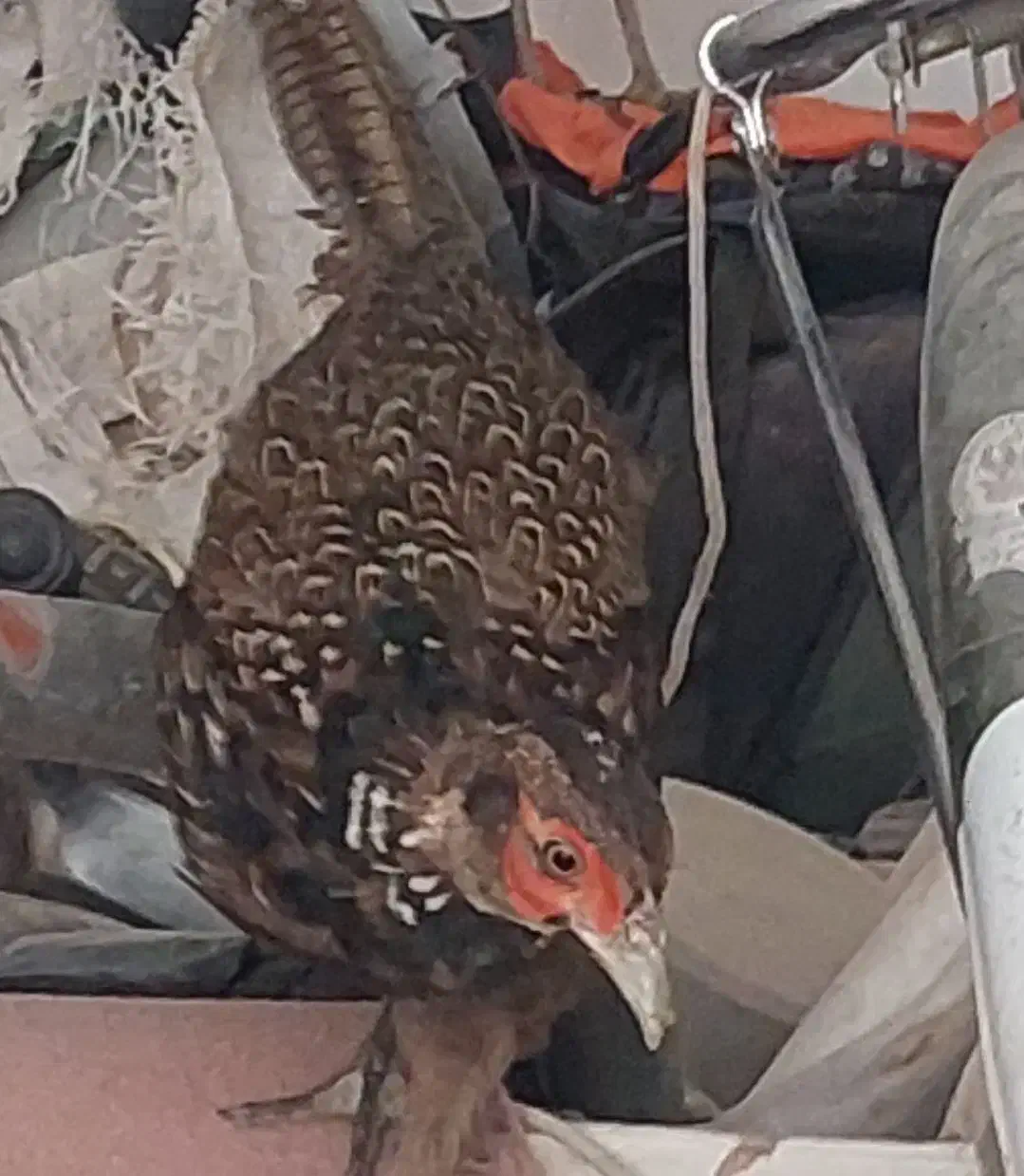 فروش 2عدد پرنده زینتی جوان پاکستانی یک ماده ،یک نر|حیوانات مزرعه|سیرجان, |دیوار