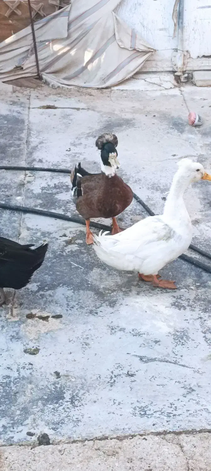 ۶جفت اوردک روسی کاکول دار به شرط سالم و تخم گذار|حیوانات مزرعه|چمران, |دیوار