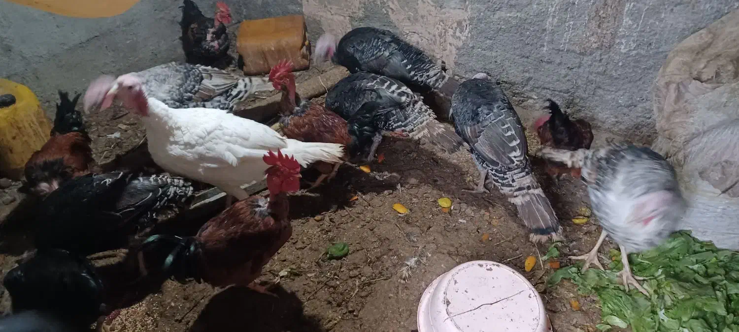 فروش تعدادی بوقلمون|حیوانات مزرعه|جغتای, |دیوار