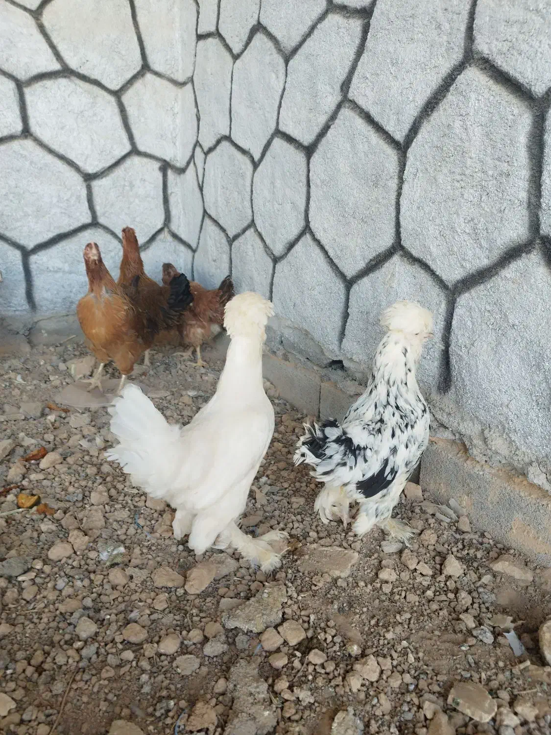 مرغ تخم گذار|حیوانات مزرعه|برخوار, |دیوار