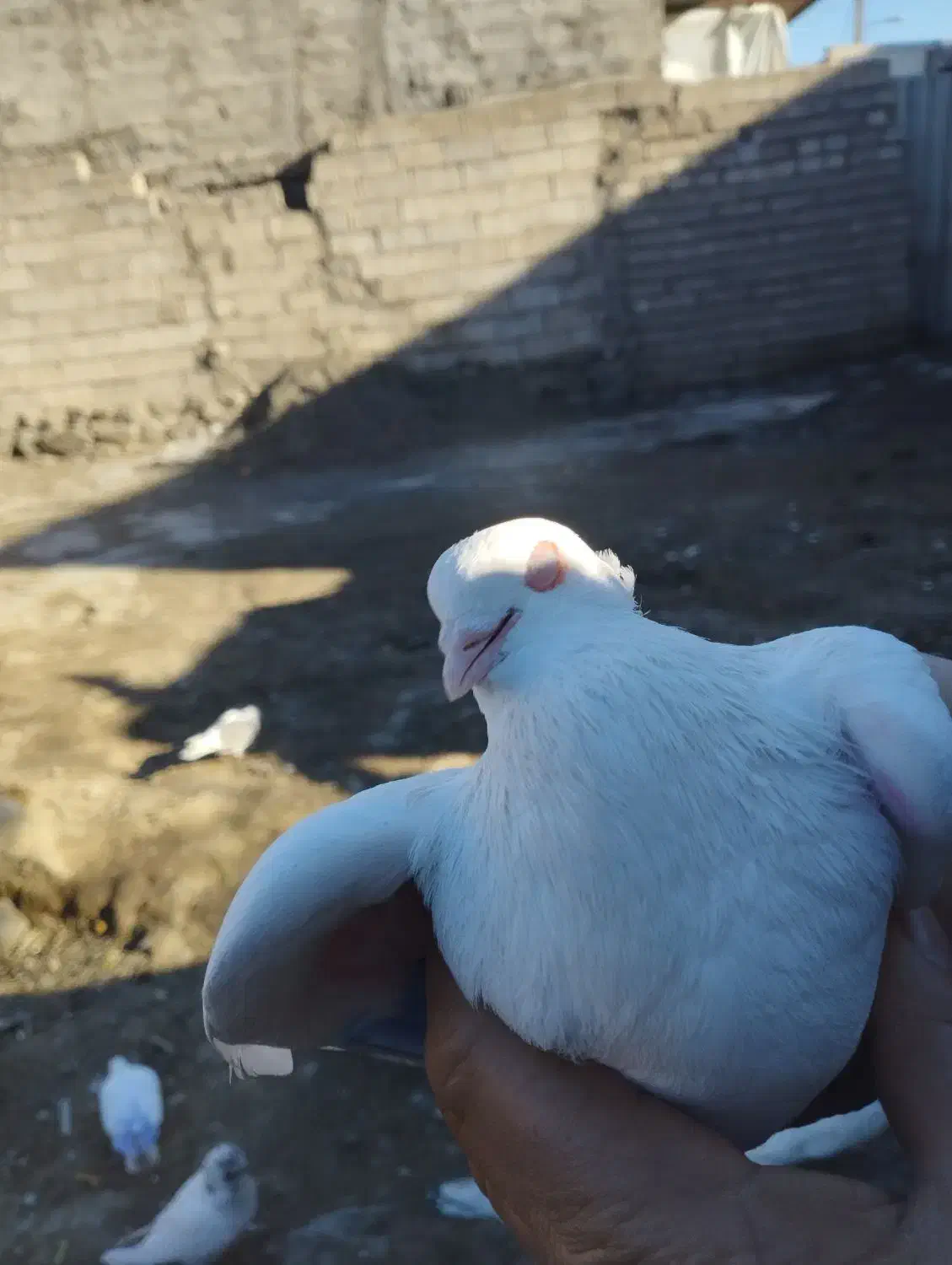 کبوتر|پرنده|اردبیل, |دیوار