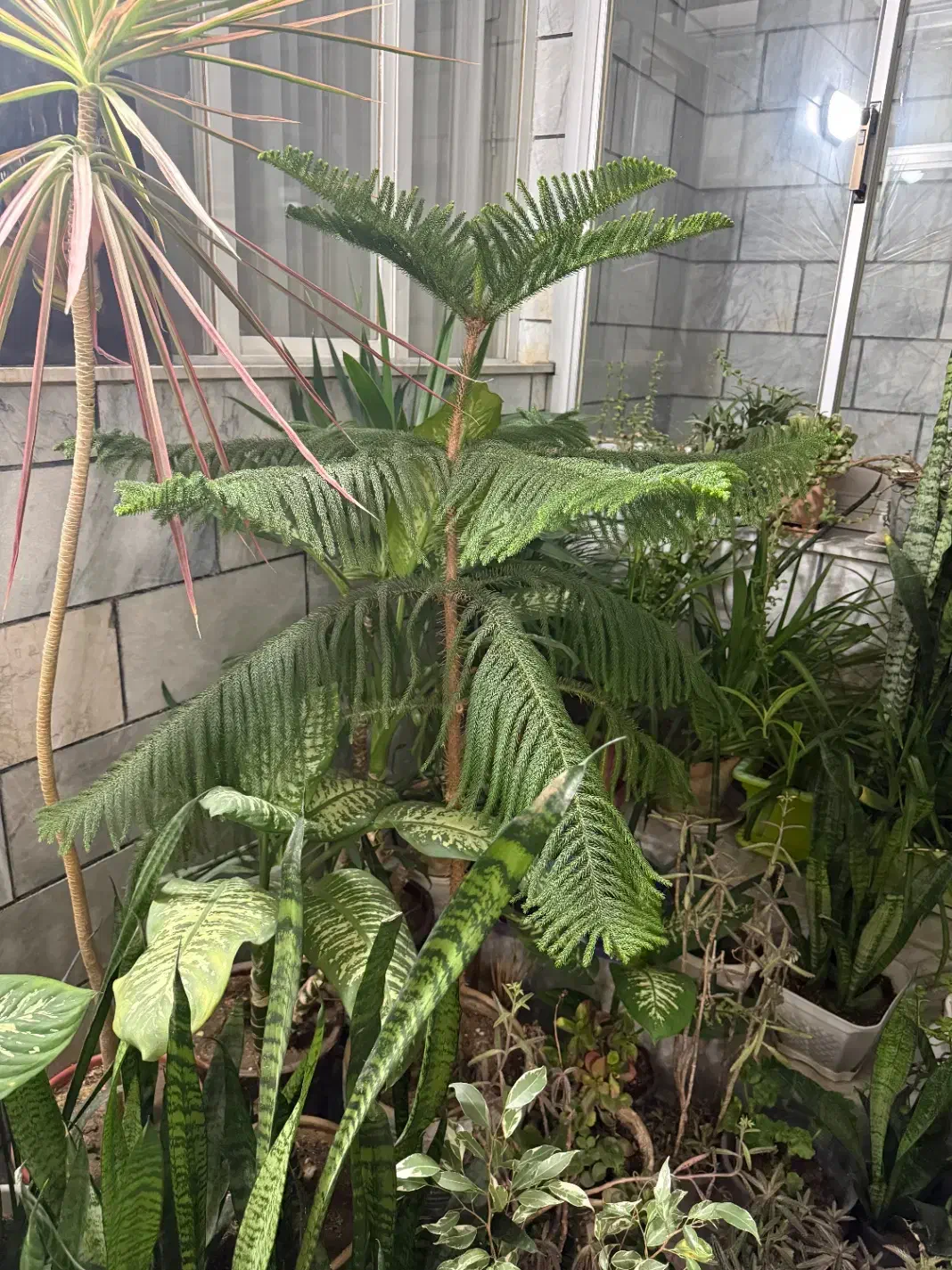 گل و گلدان|گل و گیاه طبیعی|فردیس, شهرک هفده شهریور|دیوار