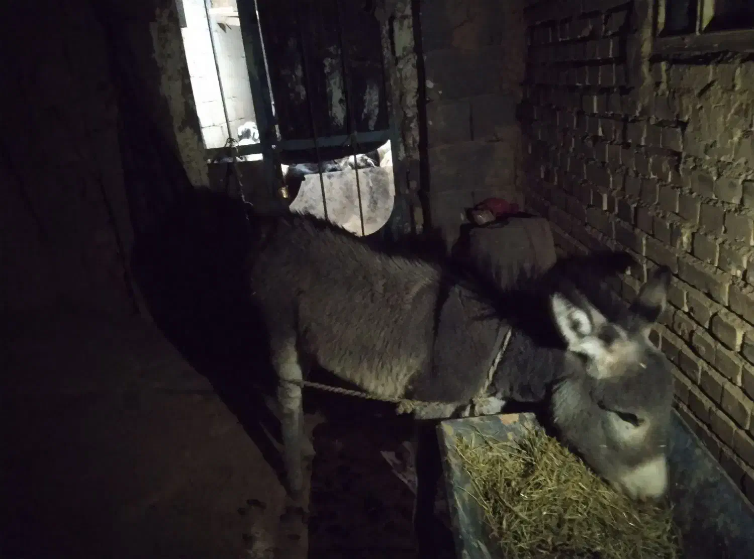 روستای کلواری|حیوانات مزرعه|منج, |دیوار