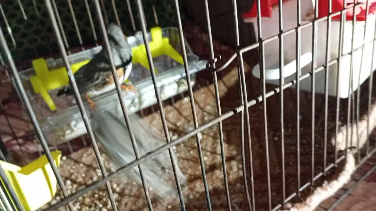 فنچ|پرنده|پیشوا, |دیوار