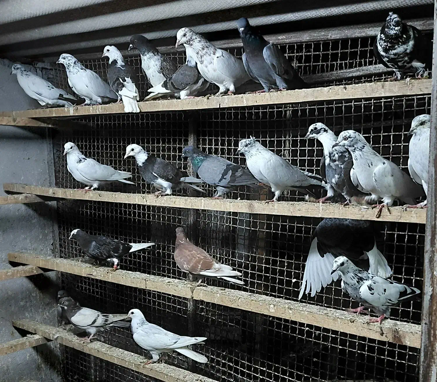 کبوتر جوجه پرشی|پرنده|قائمشهر, |دیوار