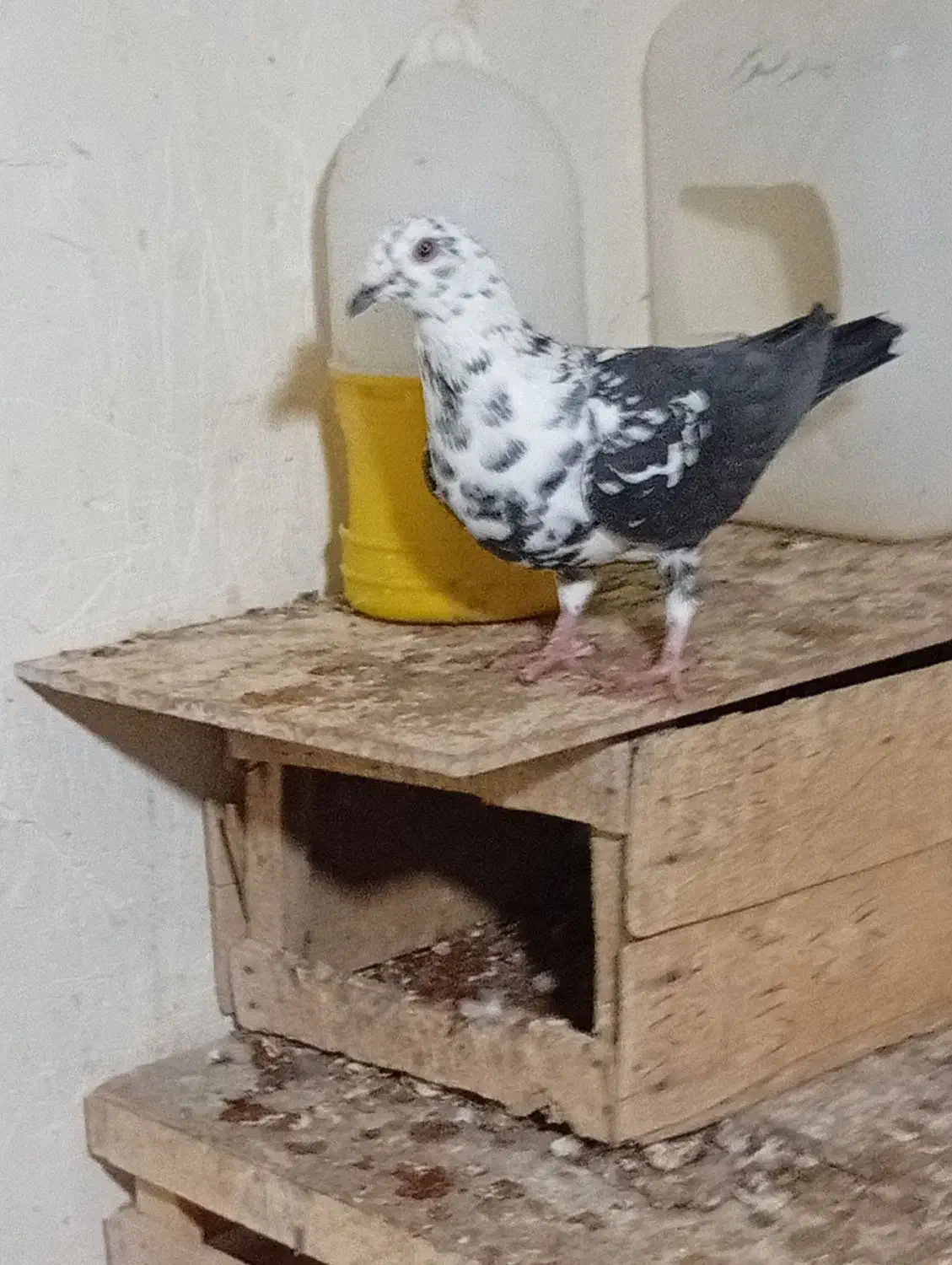 برک سینه سفید|پرنده|شیراز, جمال آباد|دیوار